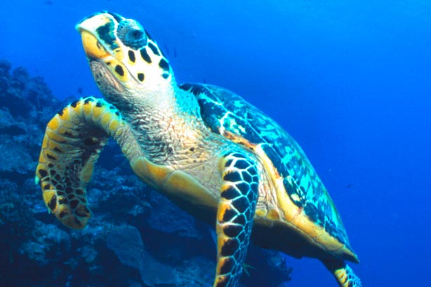 A sea turtle in the Caribbean