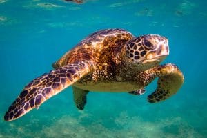 sea turtle