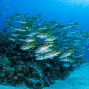 Scuba Diving in the Cayman Islands
