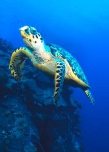 sea turtle underwater