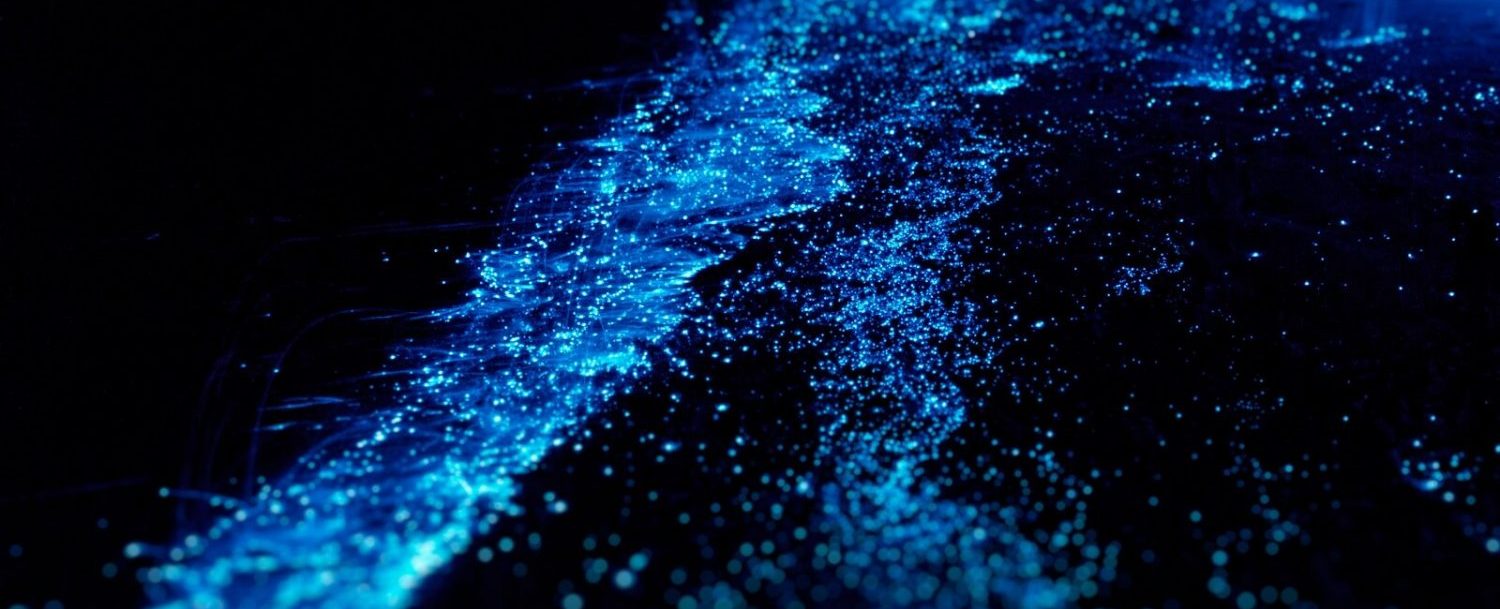 Here's Why You Will Love the Bioluminescent Bay in Grand Cayman The