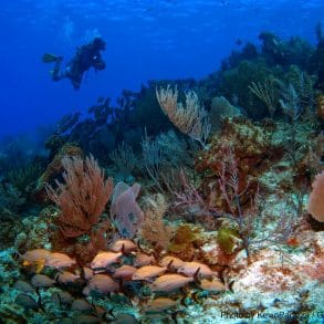 coral reef on excursion with Grand Cayman Dive Operators