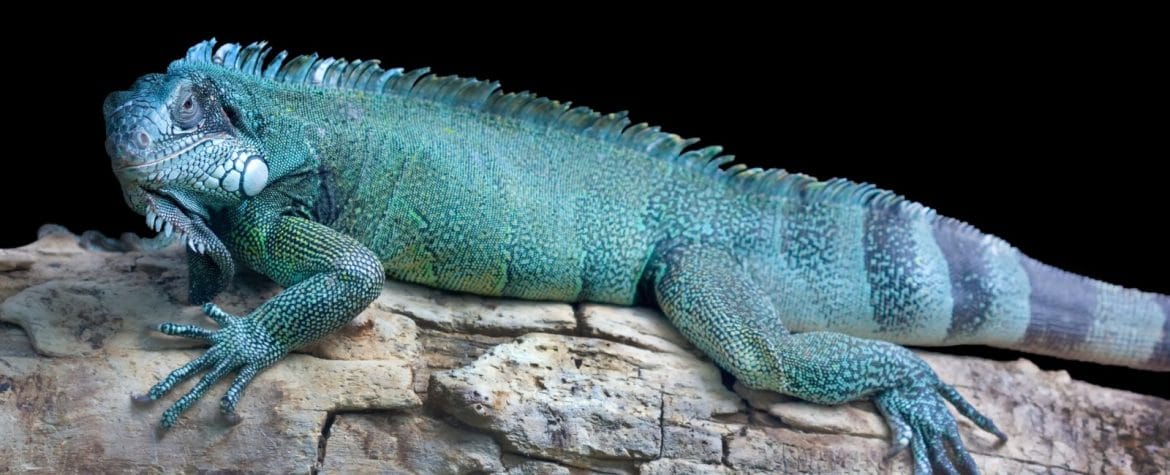 The Grand Cayman Blue Iguana Tour | Cayman Island Activities