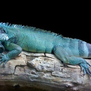 blue iguana safari tour