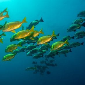 atlantis submarine grand cayman