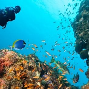Coral Reef Diving in Grand Cayman