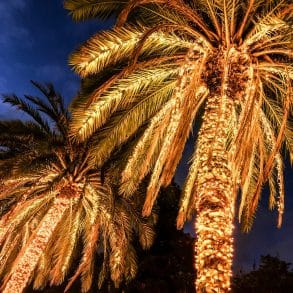 palm trees at the parade of lights grand cayman