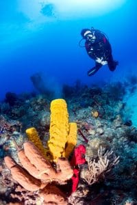 A SCUBA Diver Watches Corals and Sponges Spawning at Dusk