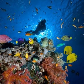 a man diving in the cayman islands with colorful fish