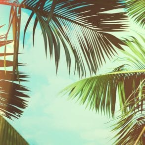 Coconut palm tree on Day Trip From Grand Cayman to Little Cayman