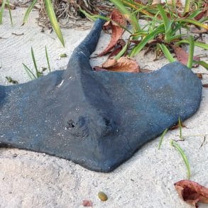 stingray on beach