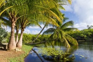 Palm trees beside a pond a pond in Queen Elizabeth II Botanic Park on Grand Cayman, Cayman Islands