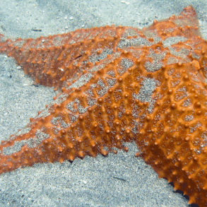 Red Cushion Sea Star