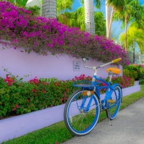 tropical-bike-biking-flowers-outdoor-1024x683