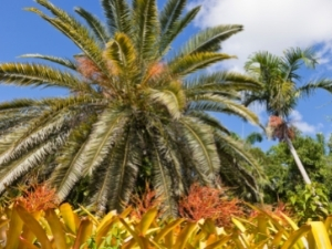 Queen Elizabeth II Botanic Park Grand Cayman