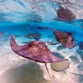 sting rays
