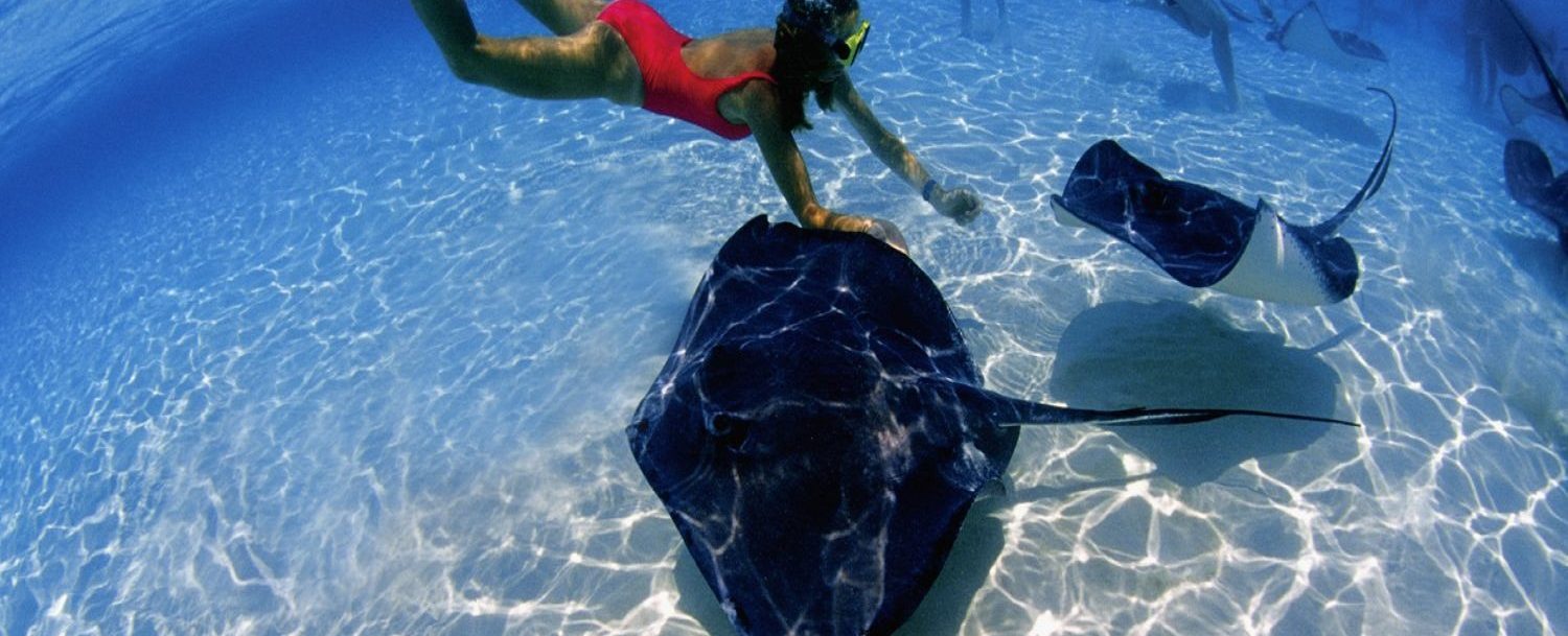 swimming with stingrays