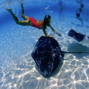 swimming with stingrays