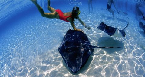 swimming with stingrays