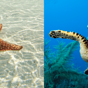 Turtle and starfish