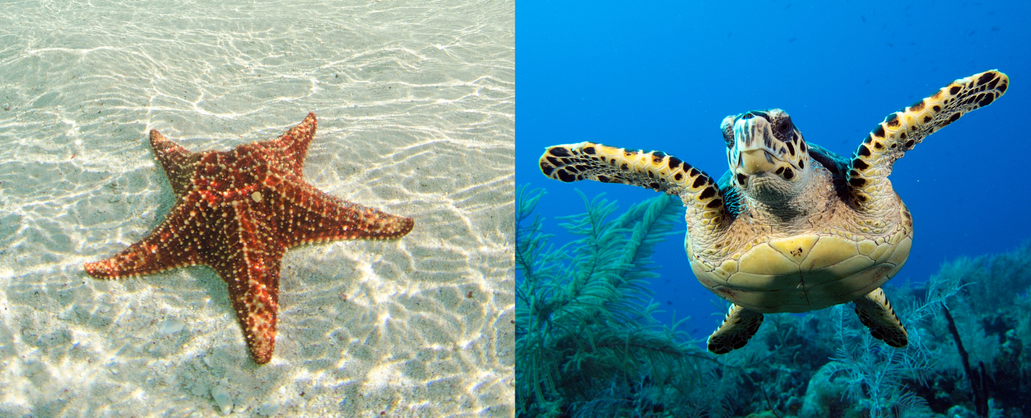 Turtle and starfish