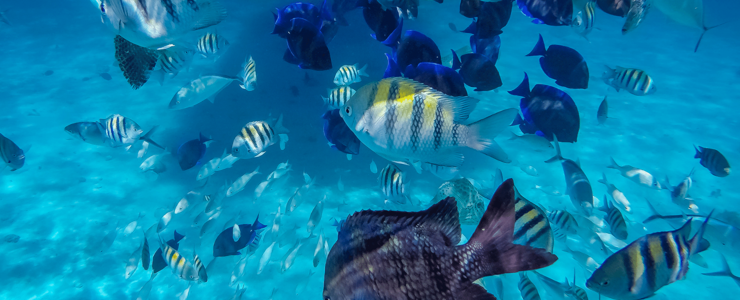 grand cayman sustainability initiatives marine protection fish