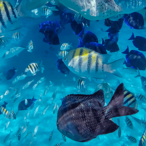 grand cayman sustainability initiatives marine protection fish