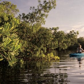 kayaking in the mangroves on a sunny day
