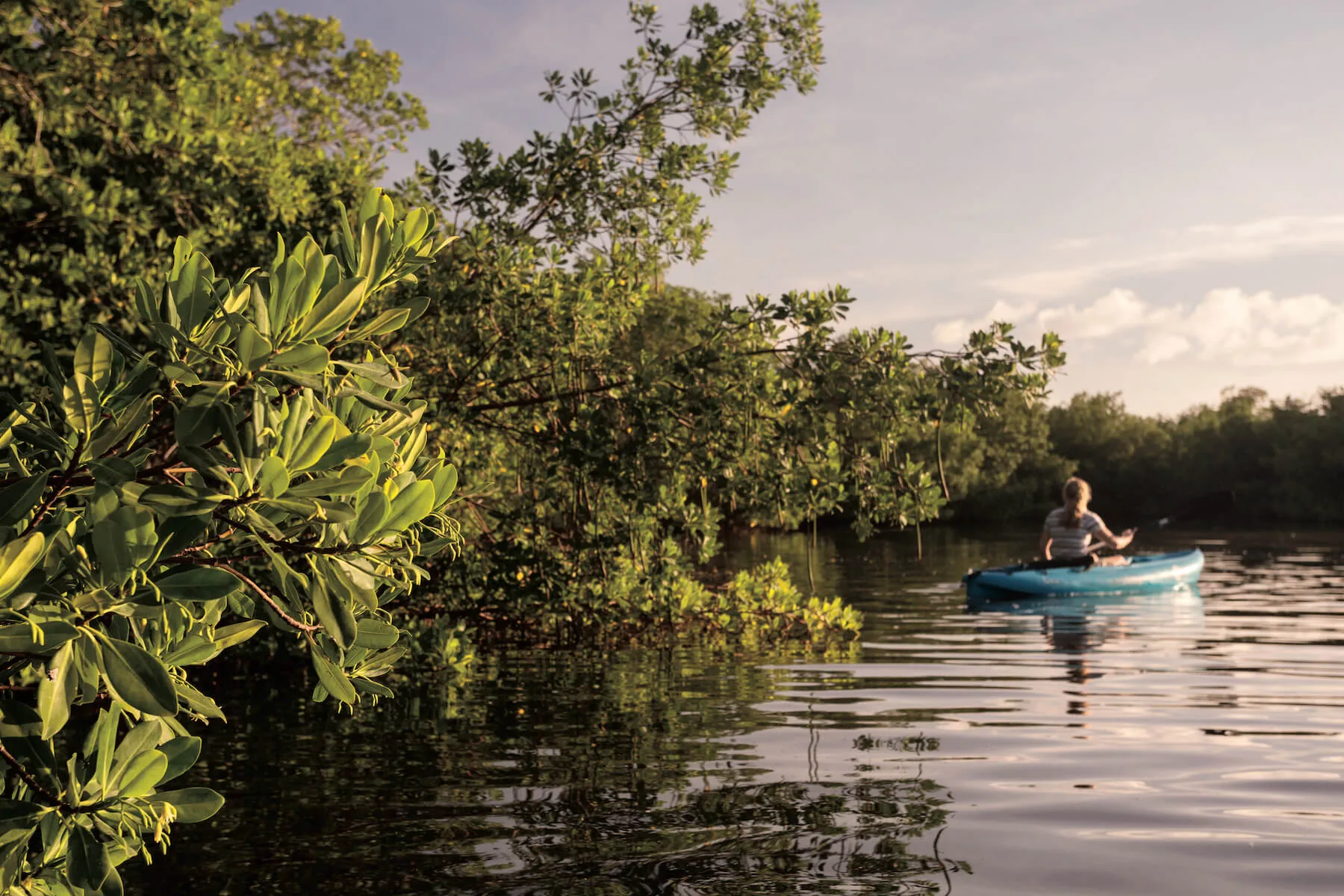 kayaking in the mangroves on a sunny day