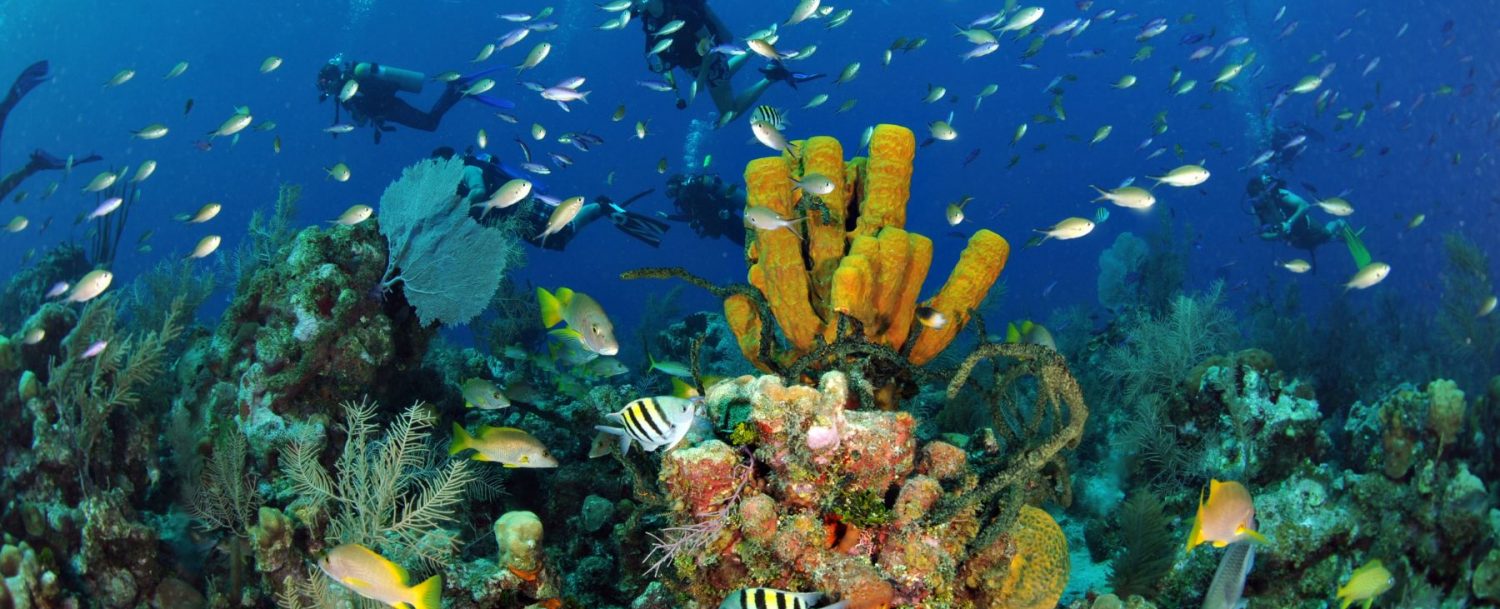 teeming coral reef on grand cayman with scuba divers swimming by