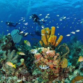 teeming coral reef on grand cayman with scuba divers swimming by