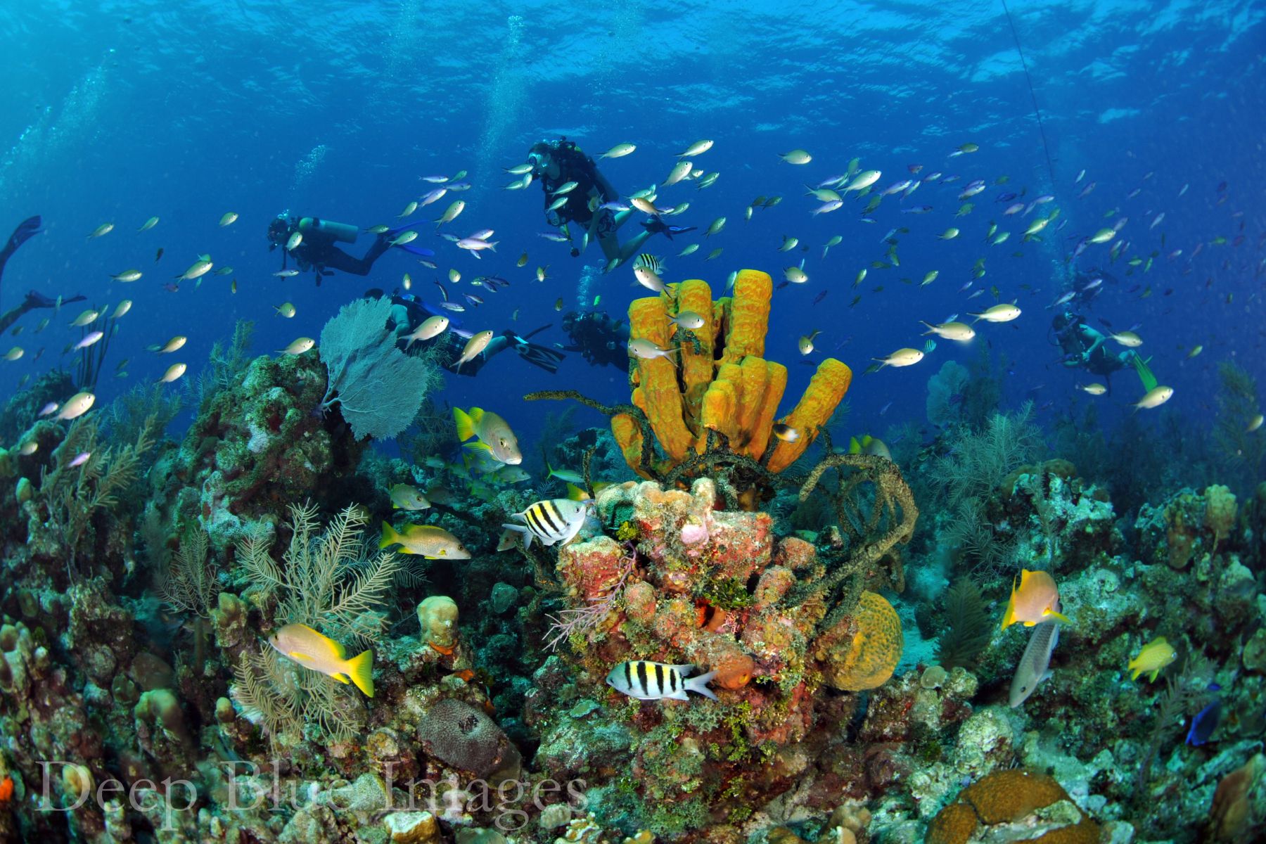 teeming coral reef on grand cayman with scuba divers swimming by