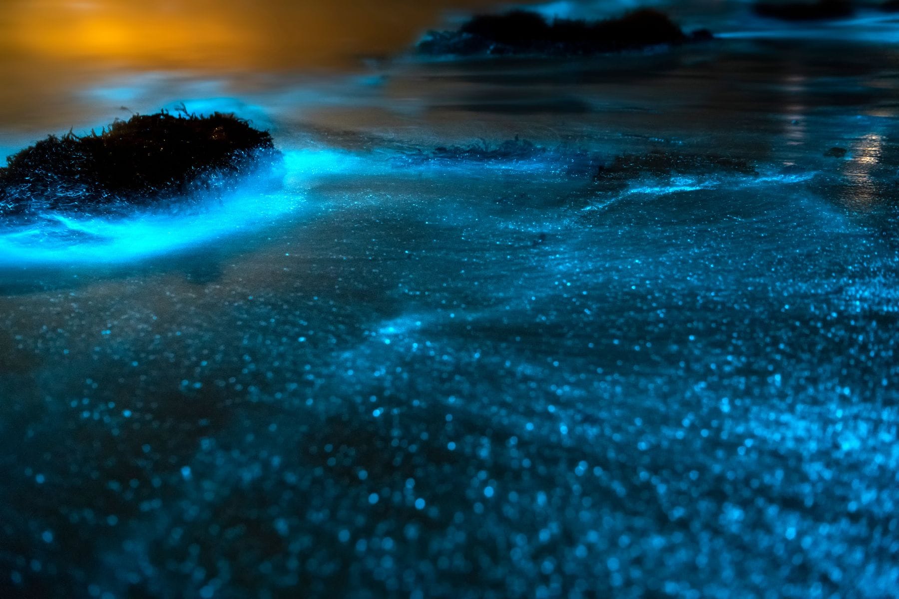 the stunning Bioluminescent bay on grand cayman