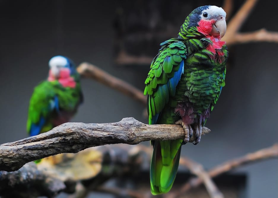 Cuban Amazon Parrot