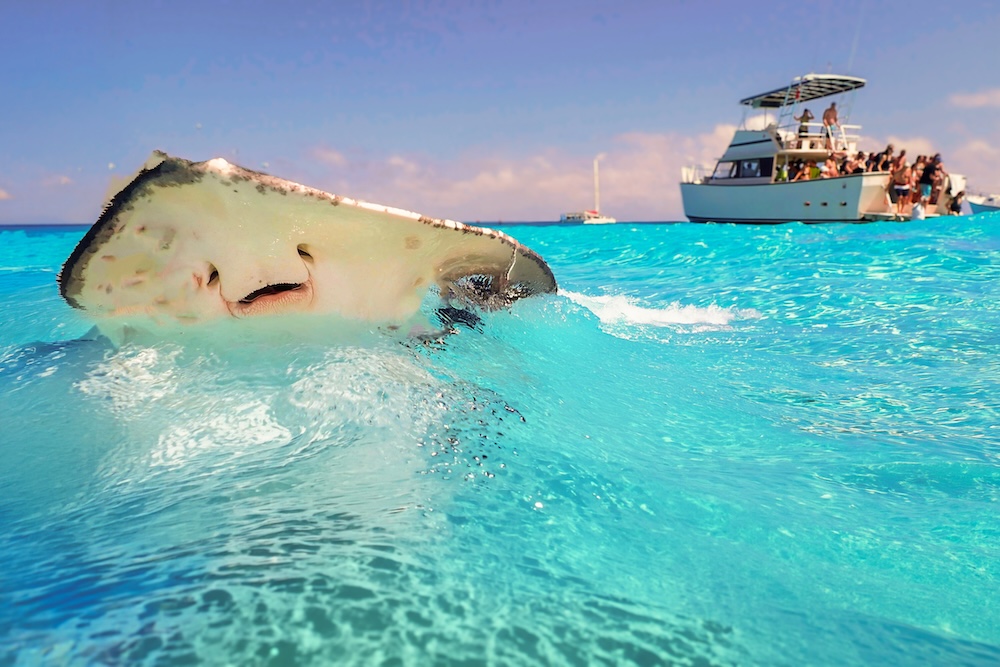 Underside face of a southern sting ray in shallow water with a boat loaded with people in the background at Stingray City Cayman Islands